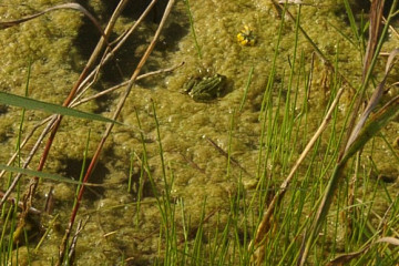04_10.10. Angermuende NABU Erlebniszentrum-sonnenhungriger Frosch